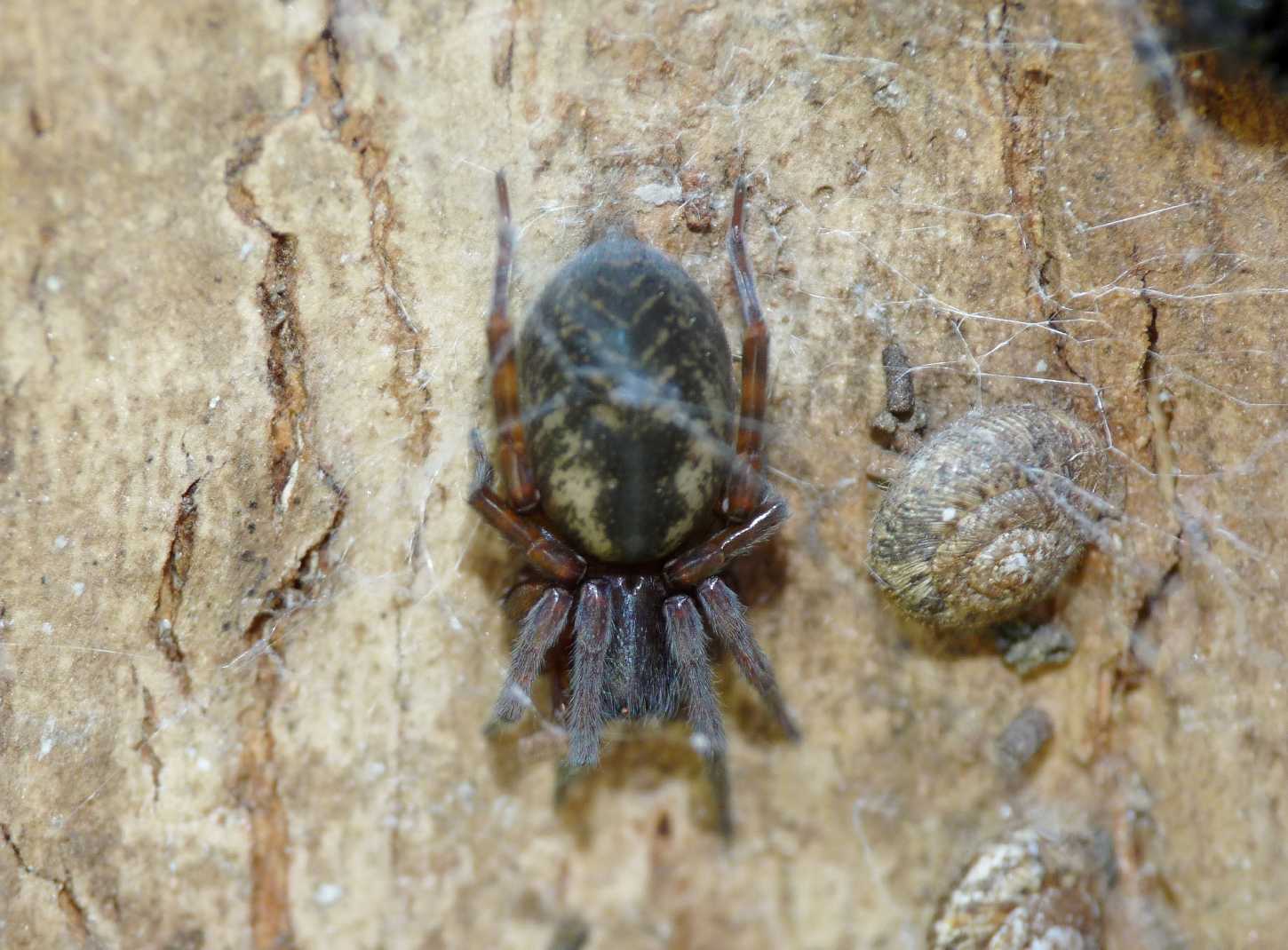 Amaurobius sp.